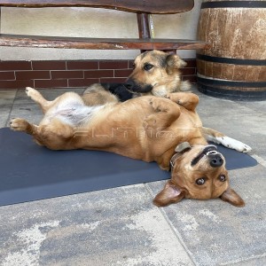 Terapeutick� podlo�ky pre psov - kolekcia Squared