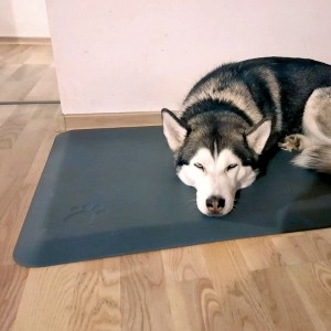 Terapeutick� podlo�ky pre psov - kolekcia Squared